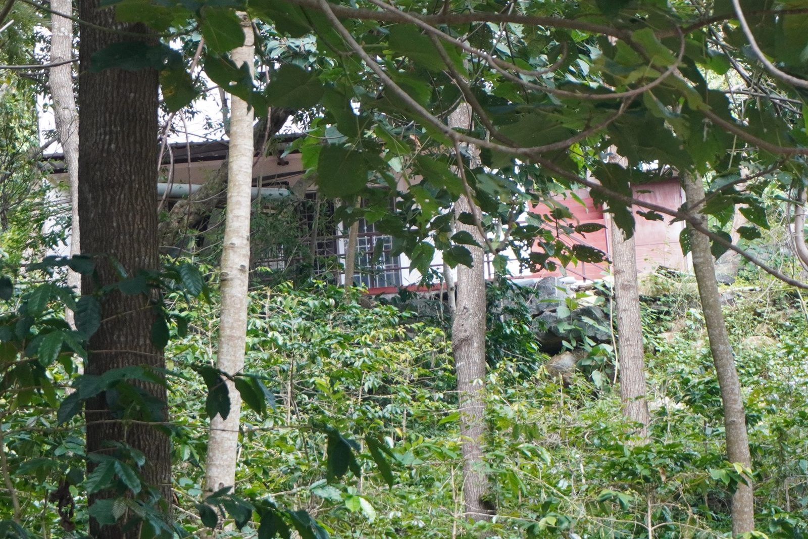 Silver oaks around the property